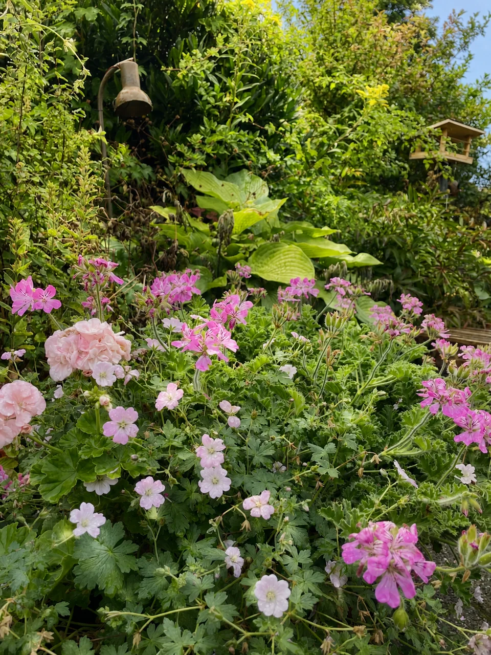 Rosa blomster i en frodig sommerhave i Tisvilde